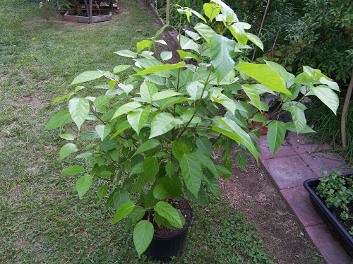 "Gói 20 "Hạt Giống Lá Cách Vọng Cách [Seeds]