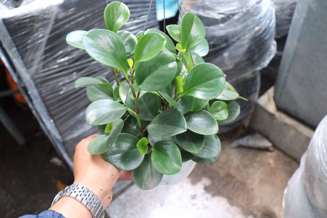 Chậu treo cây Trường Sinh