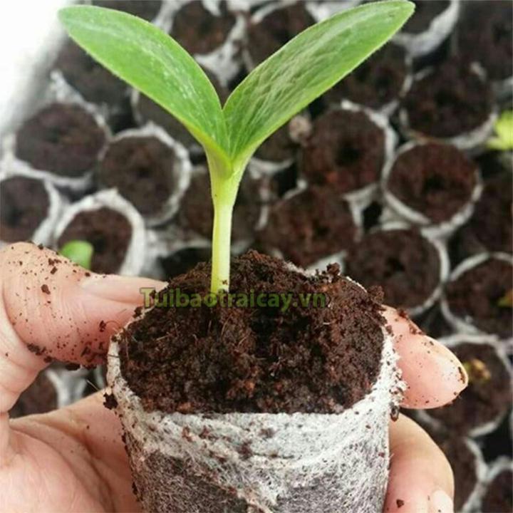 20 viên nén xơ dừa ươm hạt