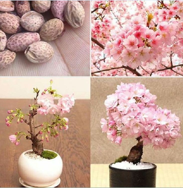 Hạt giống hoa anh đào nhật bản-gói 10 hạt