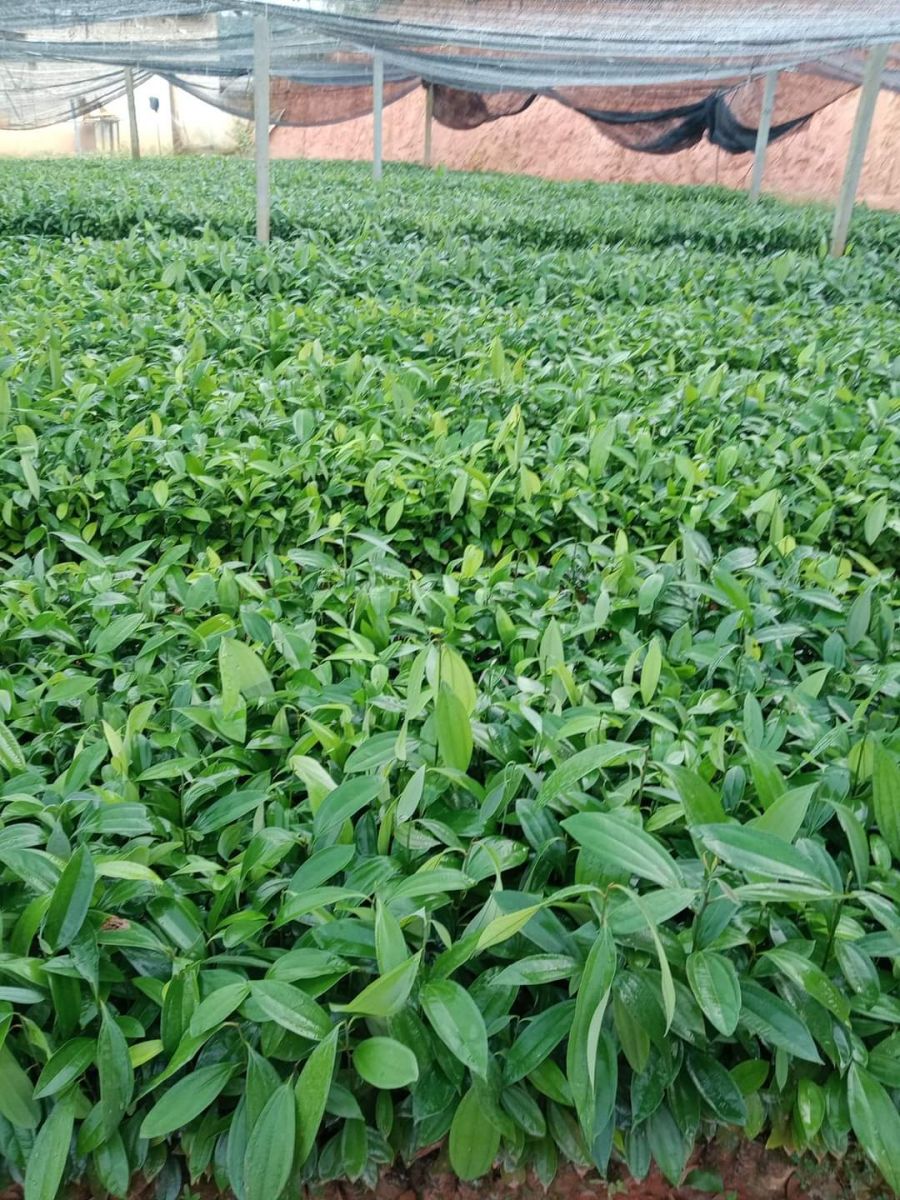 COMBO 5 CÂY QUẾ GIỐNG ( CÂY CAO 40-50CM)