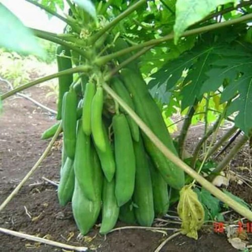 Hạt giống đu đủ lùn thái lan f1-1 gói 10 hạt