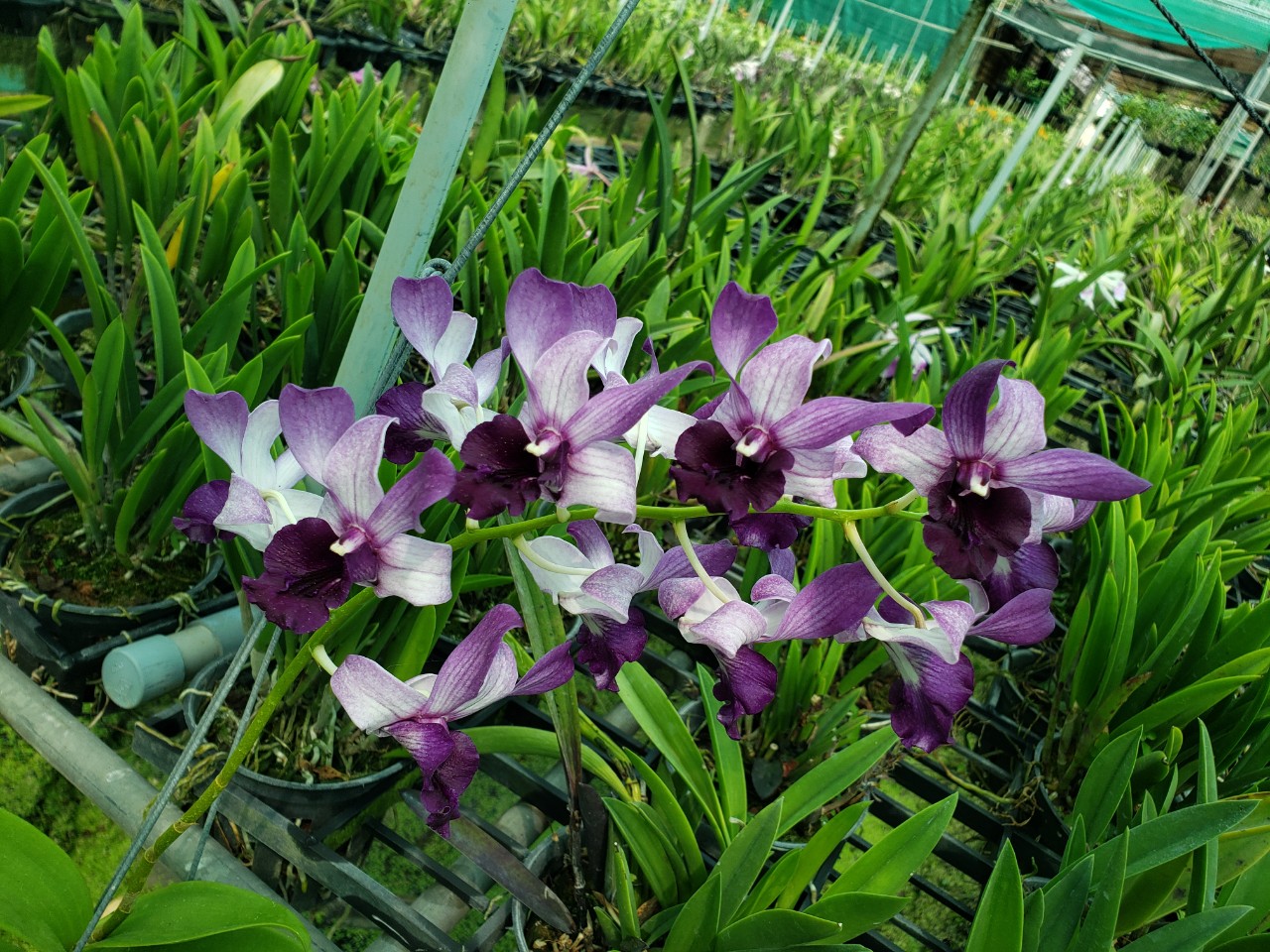 Lan Dendro Bò Blue Hoa Đẹp, Lưỡi To