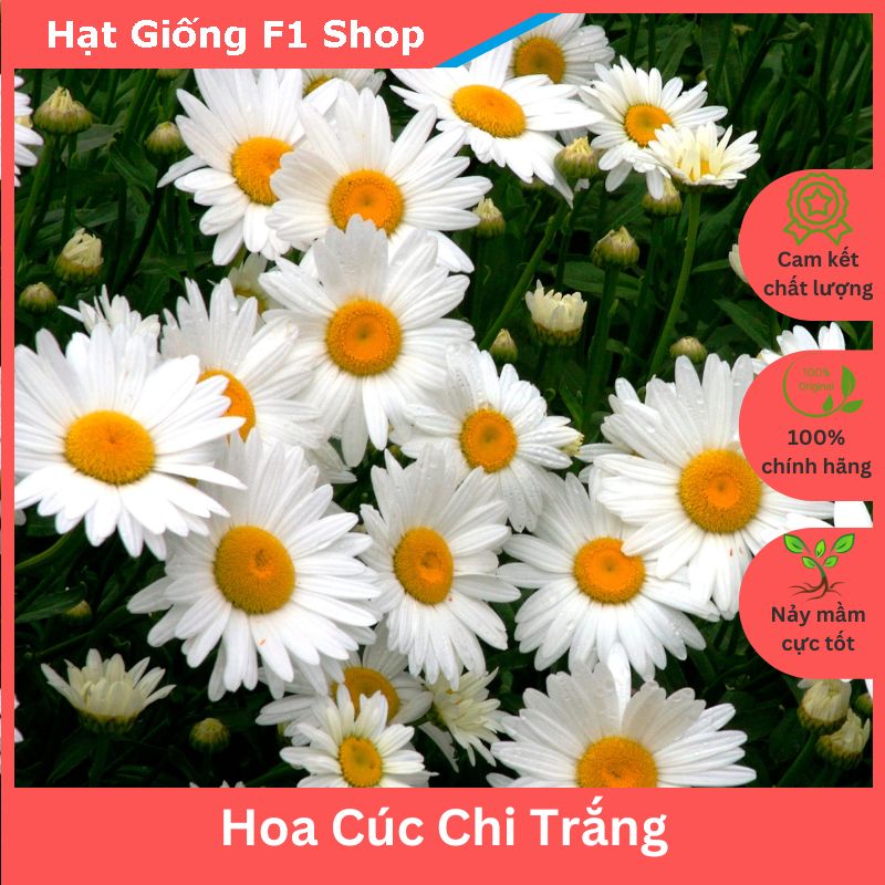 Hạt Giống Hoa Cúc Chi Trắng Shasta