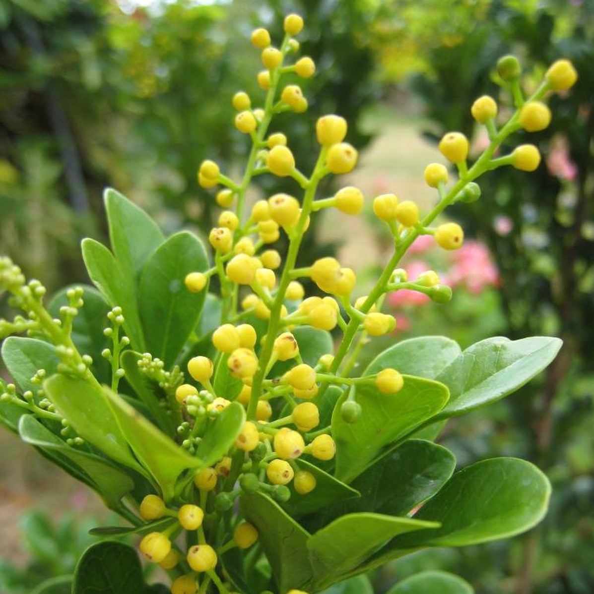 Cây ngâu hoa vàng