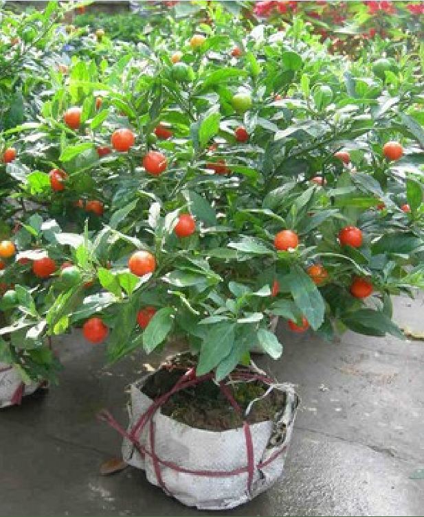 Hạt giống ớt kiểng quả tròn 30 hạt/gói