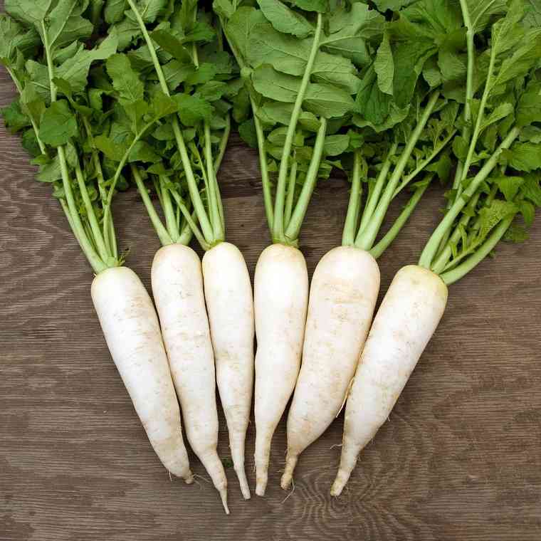 Hạt giống Củ cải trắng TN - 42
