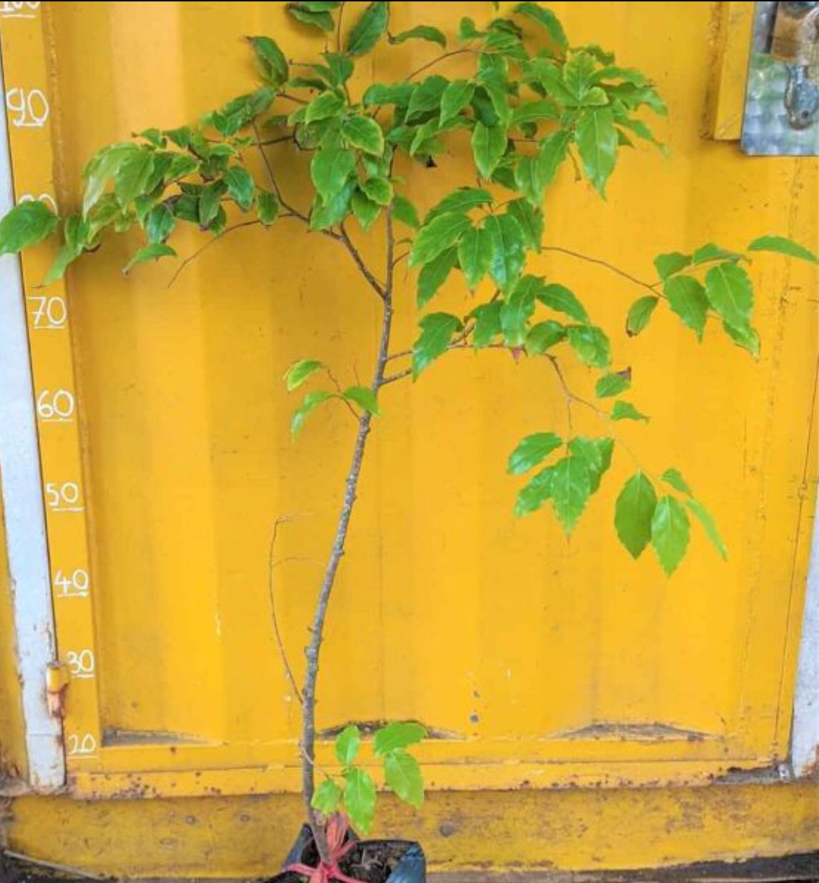 Cây hồng quân