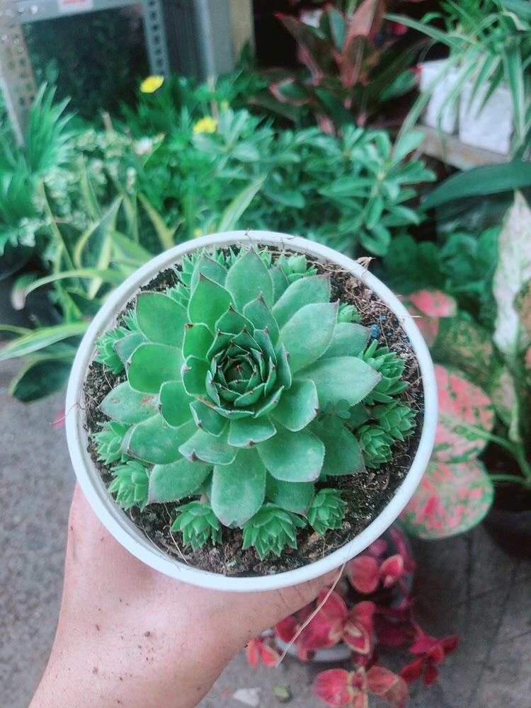Sen Đá Phật Bà