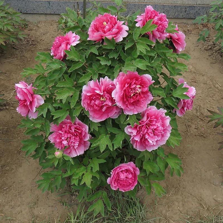 Khu Vườn Củ Giống Hoa Mẫu Đơn - CÁNH ĐƠN hồng trắng | Lazada.vn