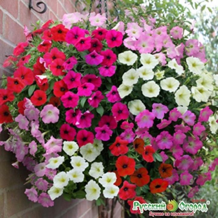 Hạt giống hoa dạ yến thảo rủ MIX  gói 100 hạt xuất xứ Đức