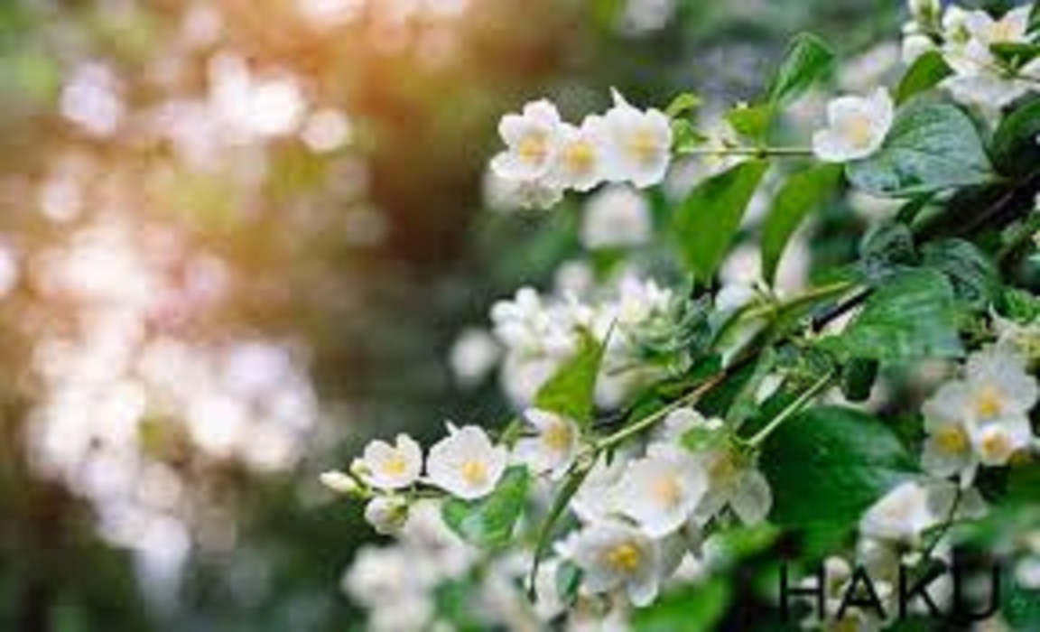 Hoa nhài ta trắng đẹp và rất thơm