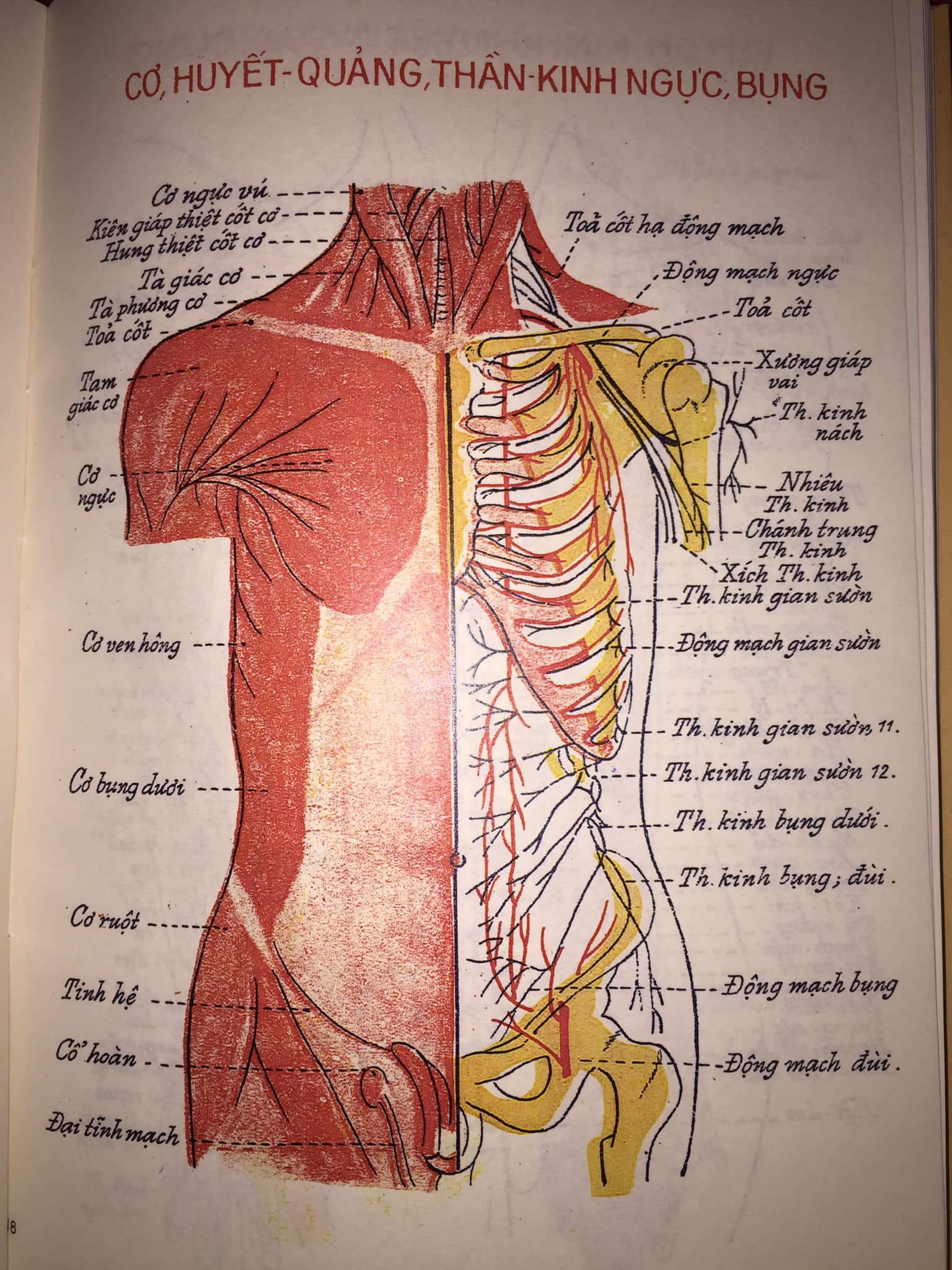 Sách Cẩm Nang Châm Cứu