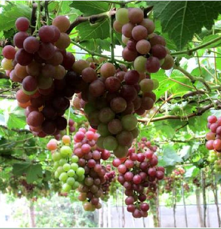 Hạt Giống Nho Pháp Leo Giàn - ( gói 10 hạt Kèm gói kích thích hạt  nảy mầm )