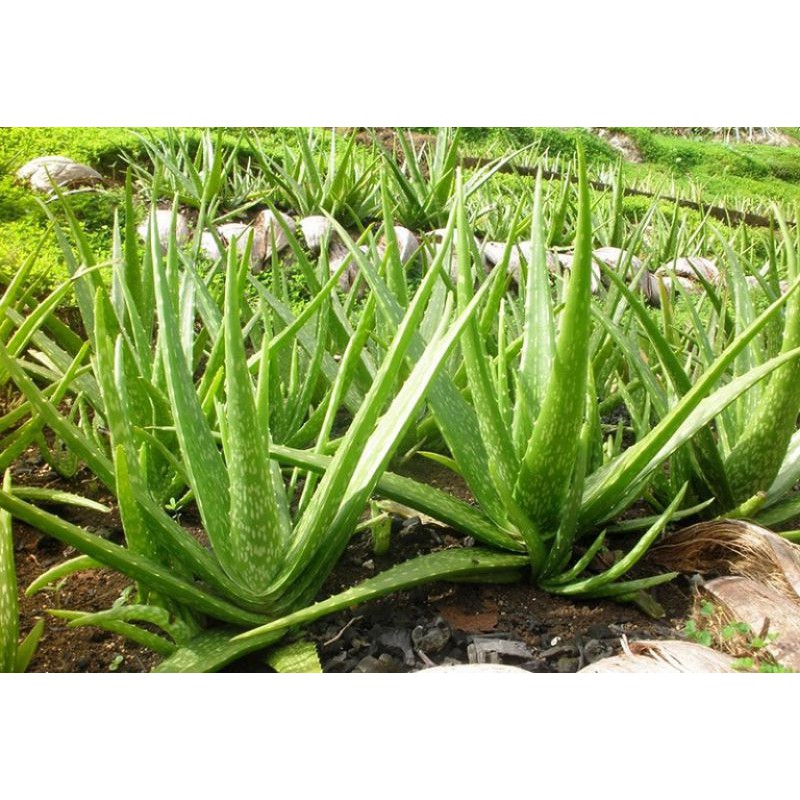 Cây Giống Nha Đam (Combo 5 cây giống)