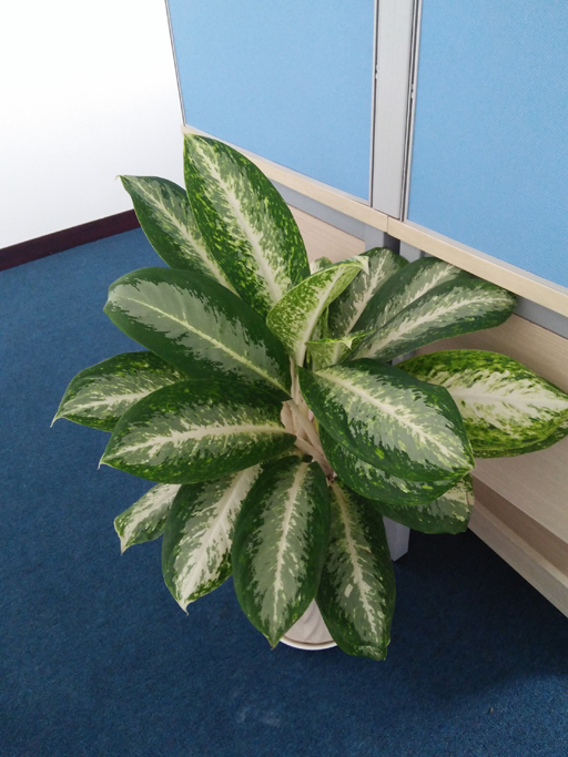 Chậu cây Thanh Lam - Dracaena angustifolia