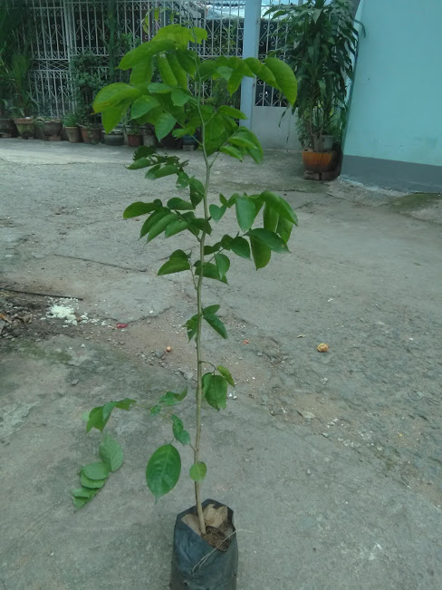 Cây giáng hương - chiều cao 60cm
