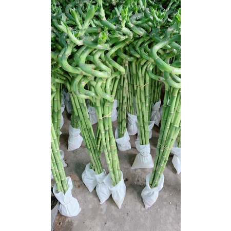 Phát Tài Xoắn 25k/Cây