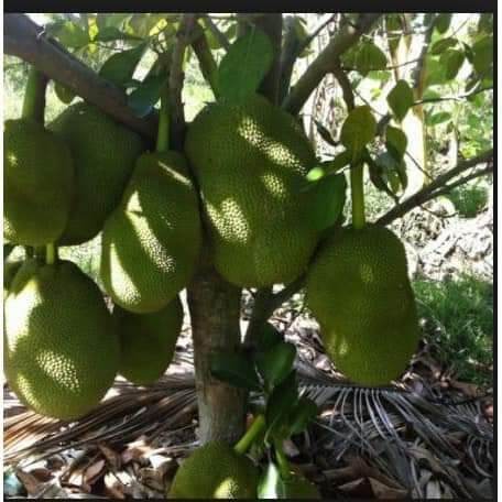 CÂY GIỐNG mít lùn(CÂY GIỐNG NGỌC HIẾU)