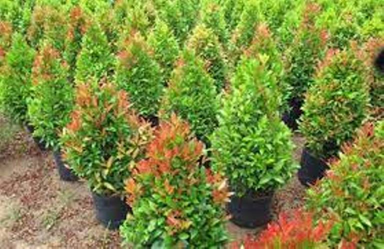 Combo 3 cây hồng lộc nhiều nhánh, đẹp cao 45cm
