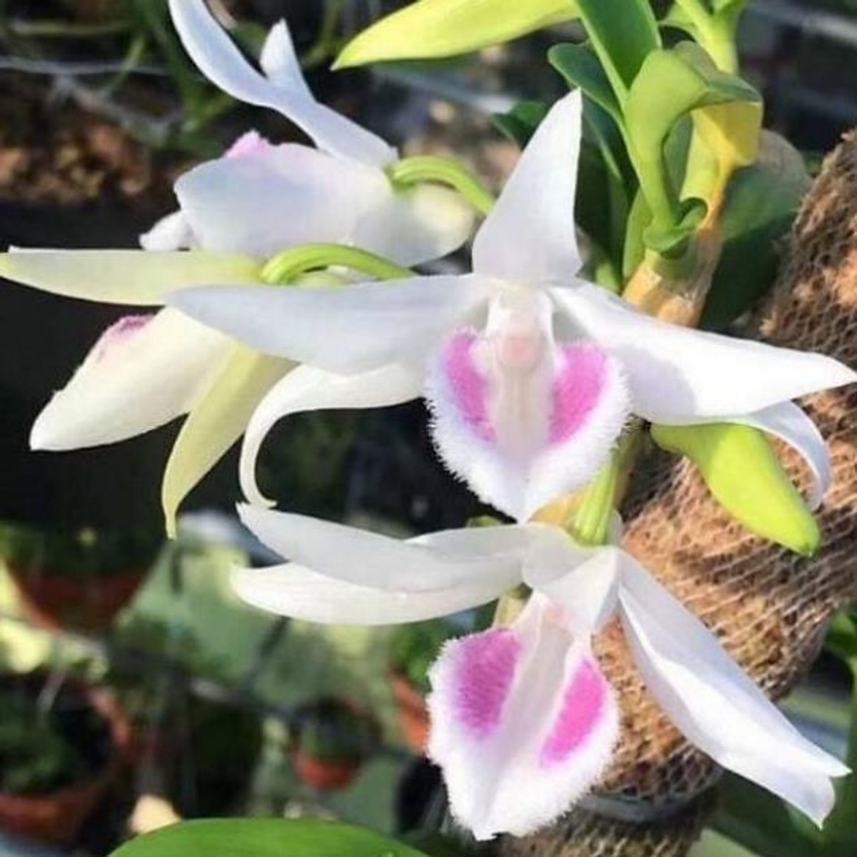 Phi Điệp 5 Cánh Trắng Phú Thọ Gieo Hạt 20Cm