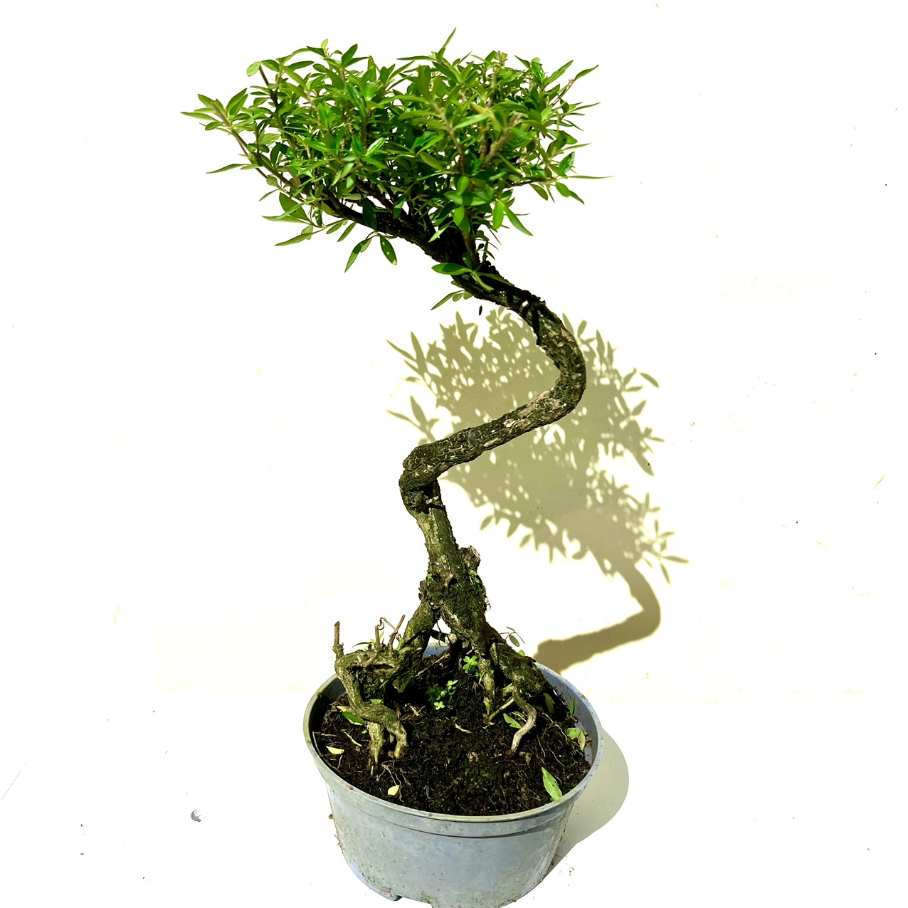 Cây tài lộc bonsai mini (ảnh thật)