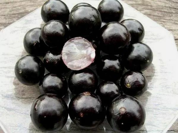 Nho Thân Gỗ - Cây Giống Như Hình