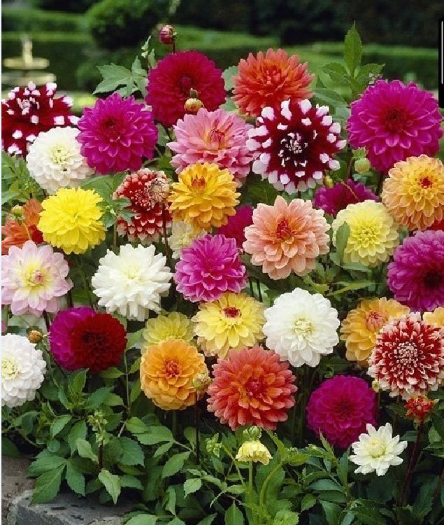 Hạt giống hoa Thược Dược mix màu - gói  50 hạt