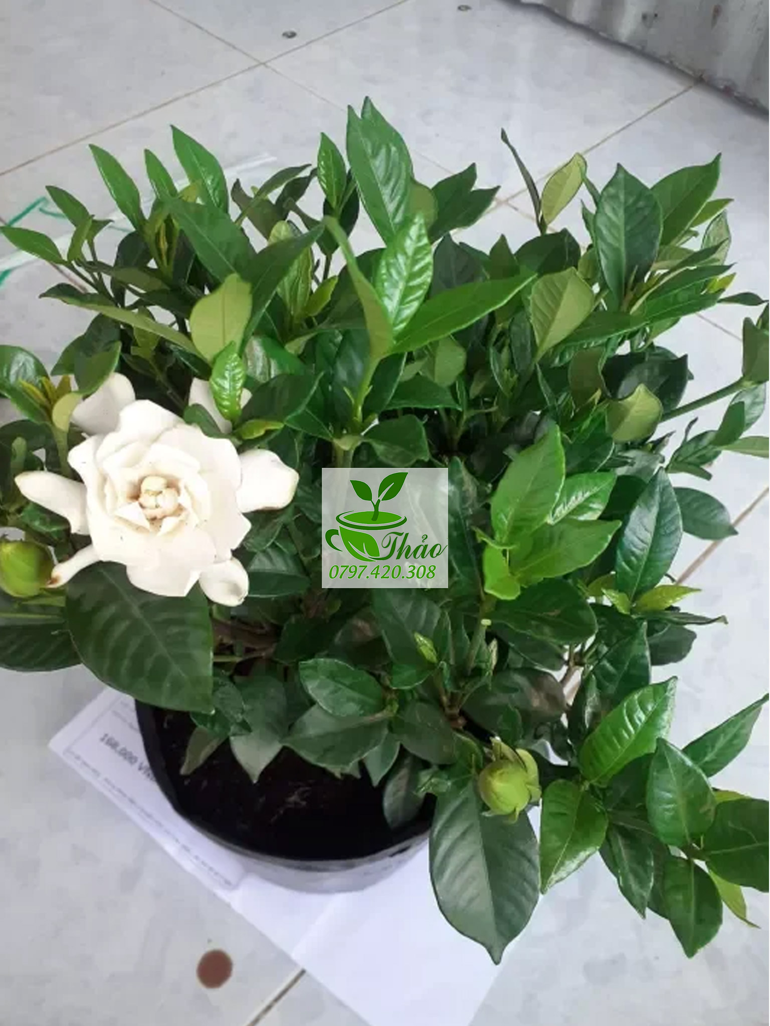 Cây lài tiểu thư trồng sân vườn hoa siêu thơm
