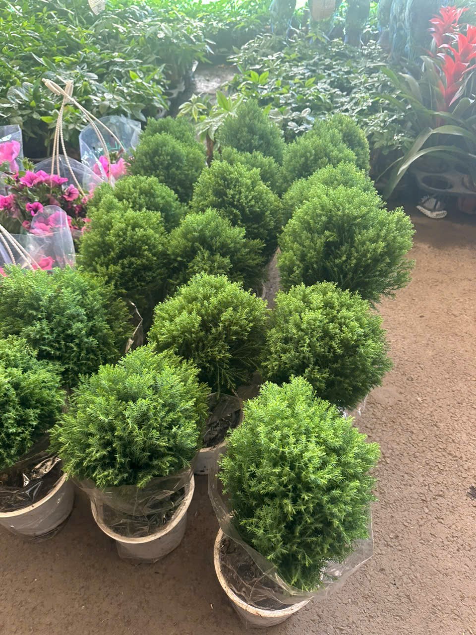 Cây Tùng Bồng Lai Mini - Chậu Cây Phong Thủy