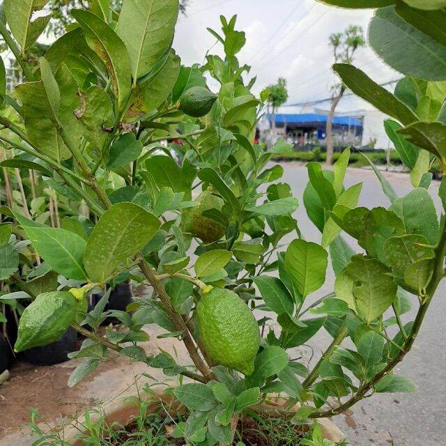 (cây đẹp) Chanh Mỹ vàng