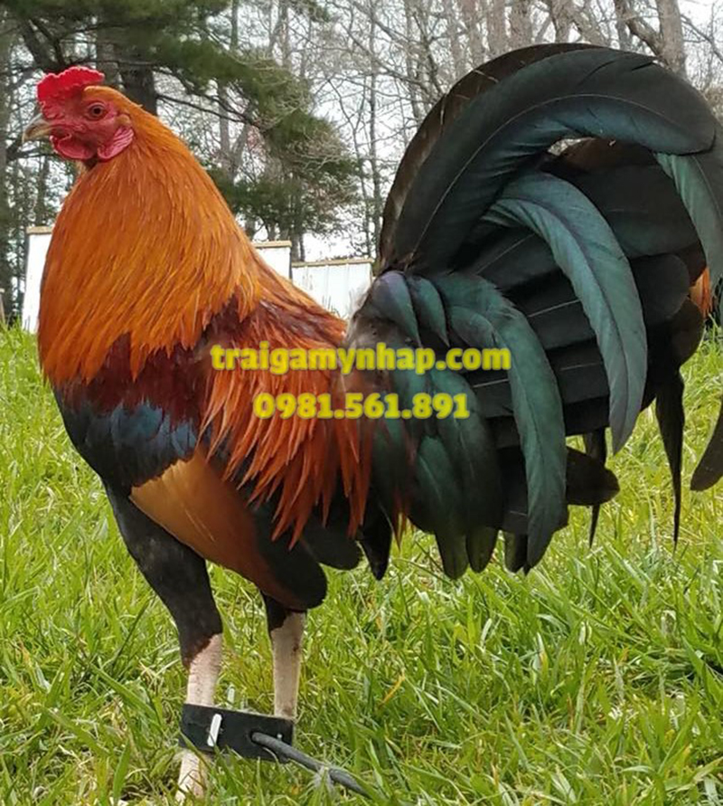 10 Trứng Gà Asil Mỹ