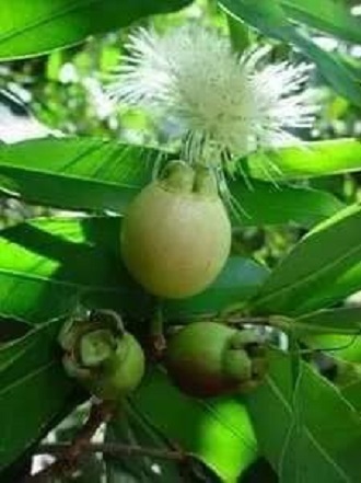Cây giống mận lý (siêu sớm có bảo hành) GHDE