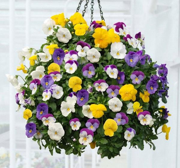 Gói 50 hạt giống hoa panxe nhiều màu - nanuseeds