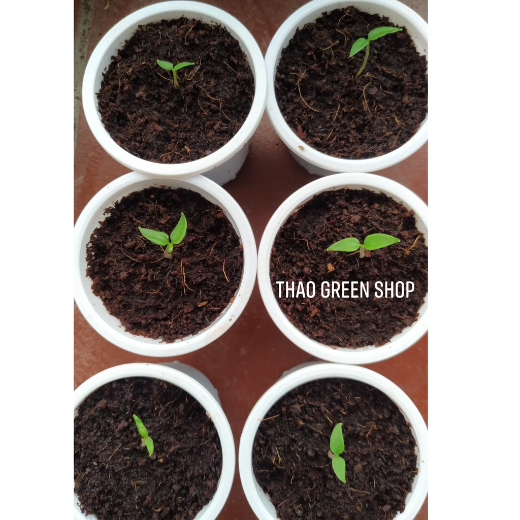 HẠT GIỐNG ỚT SIÊU CAY HABANERO
