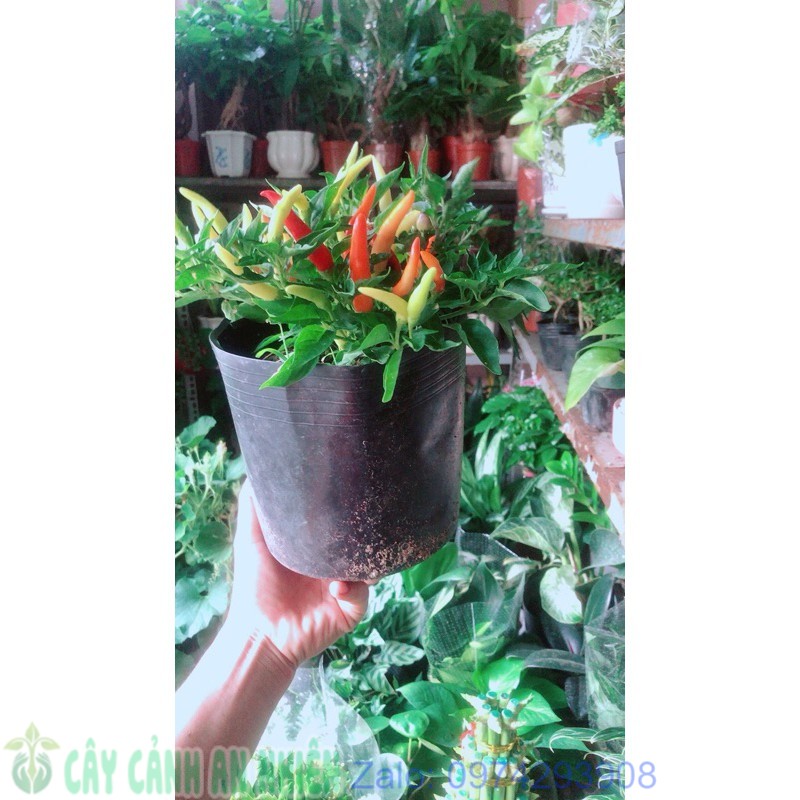 Ớt ngũ sắc