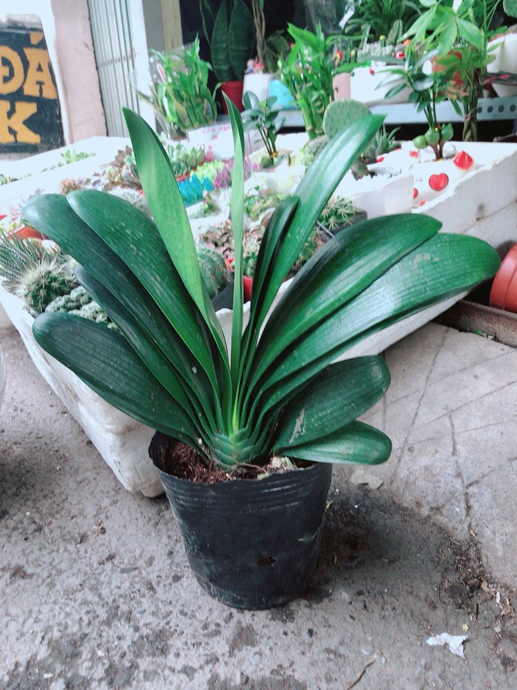 Cây Lan Quân Tử Giống Khỏe Đẹp