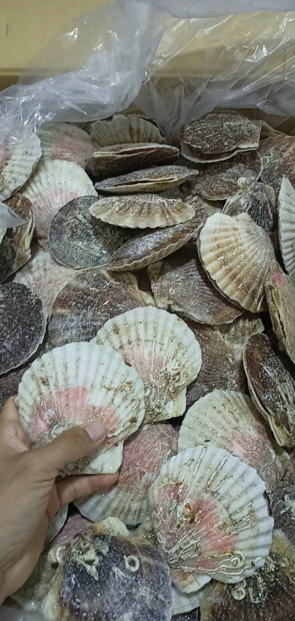 ￼Sò điệp Nhật nguyên Con 1kg (7-10 con giao tphcm)