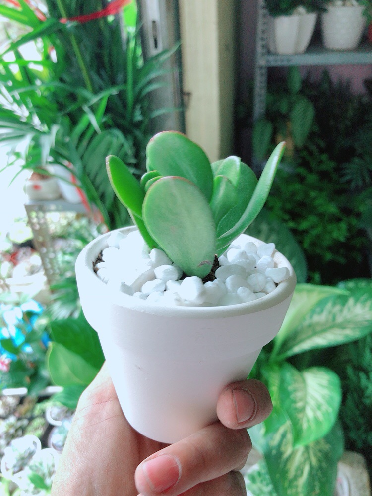[HCM]Chậu Cây Sen Ngọc Bích Mini