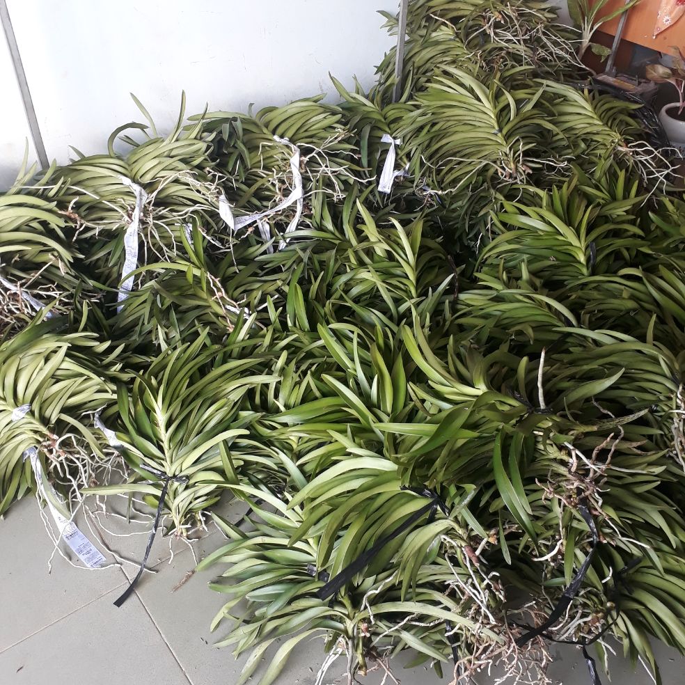 Combo 10 cây lan giống mokara(cao 20-30cm) đỏ,vàng,hồng,tím,trắng 1 màu 2 cây-SHOP148