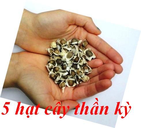5 hạt cây thần kỳ