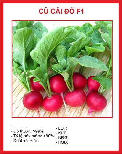 Hạt giống củ cải đỏ mini ( củ cải đỏ tí hon ) - gói 5gram
