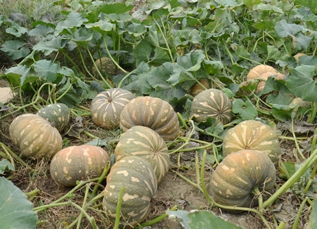 HẠT GIỐNG BÍ ĐỎ CAO SẢN.