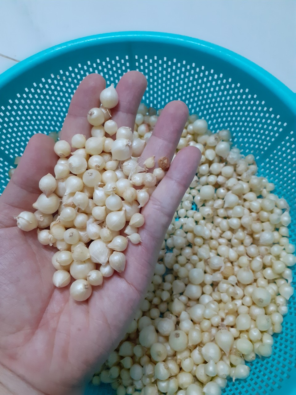 Hành Tăm 1KG (Củ nén) Quảng Trị Nhà Trồng