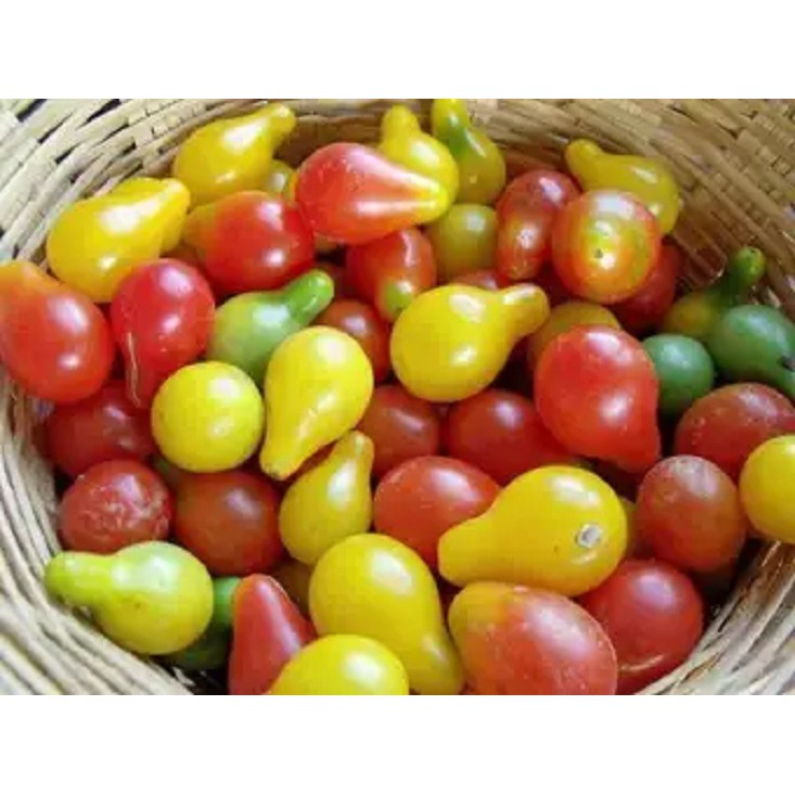 Cà chua bi lê đỏ/ vàng gói 30 hạt