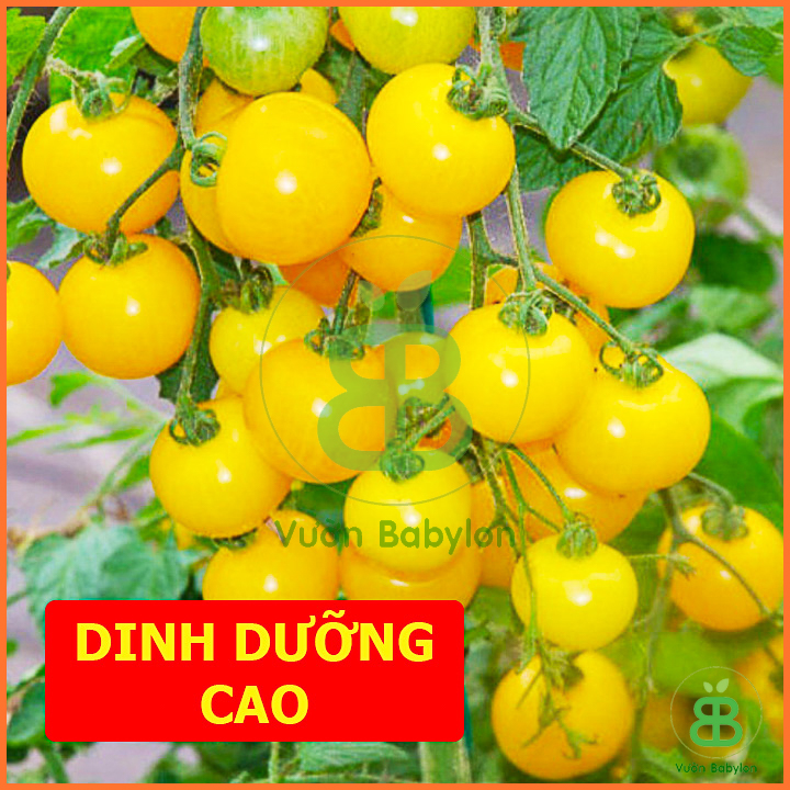 Hạt Giống Cà Chua Bi Lùn Vàng Sai Trái