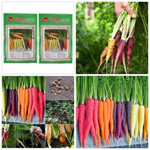 BỘ 2 gói hạt giống cà rốt nhiều màu