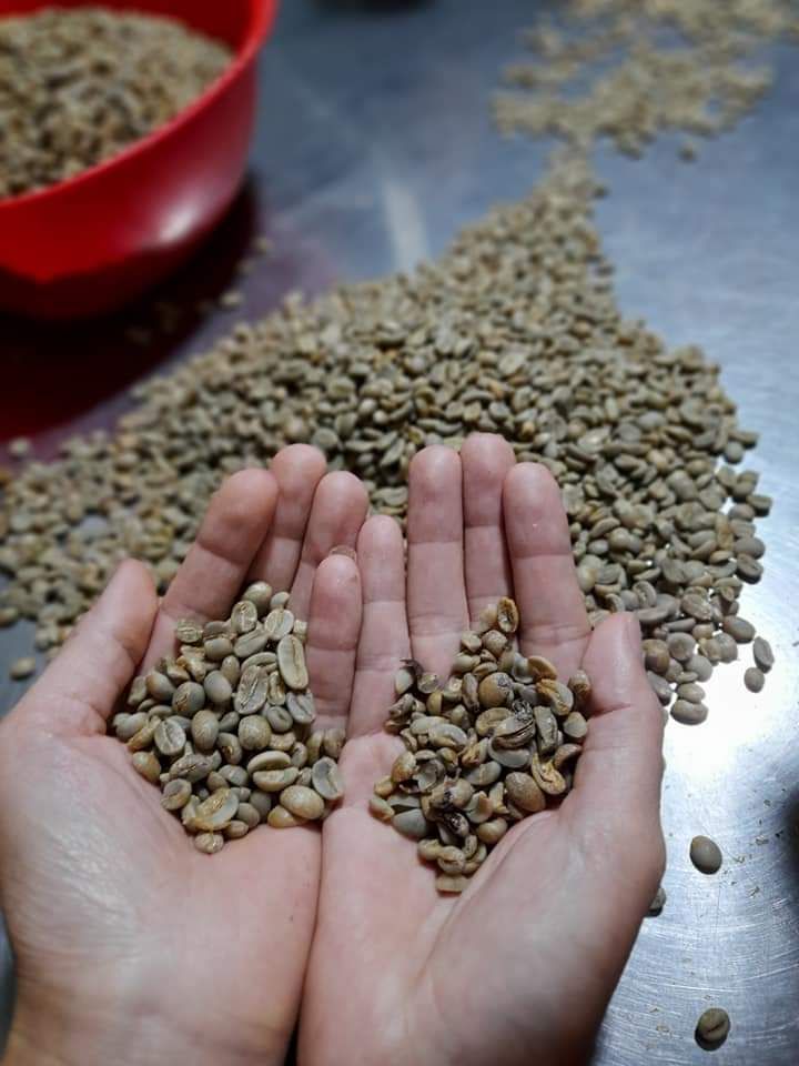 cà phê nguyên hạt robusta và aribica dùng pha máy