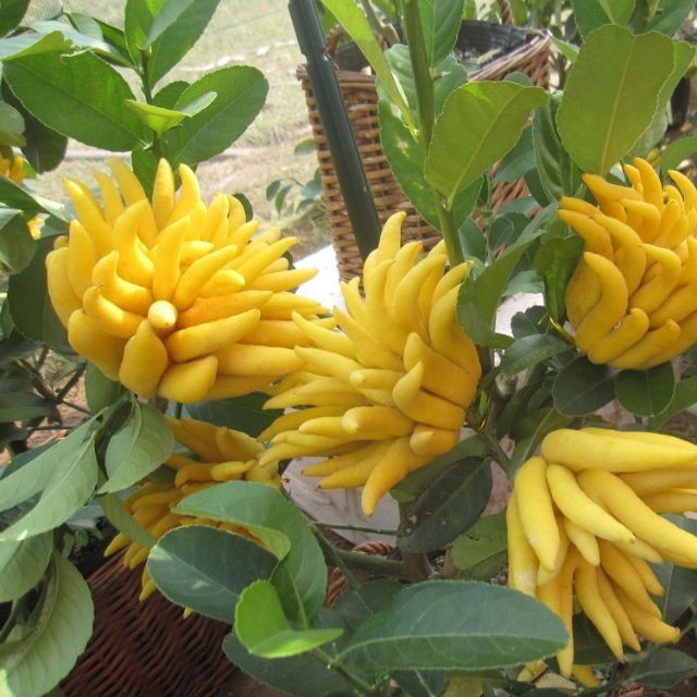 Cây giống Phật Thủ