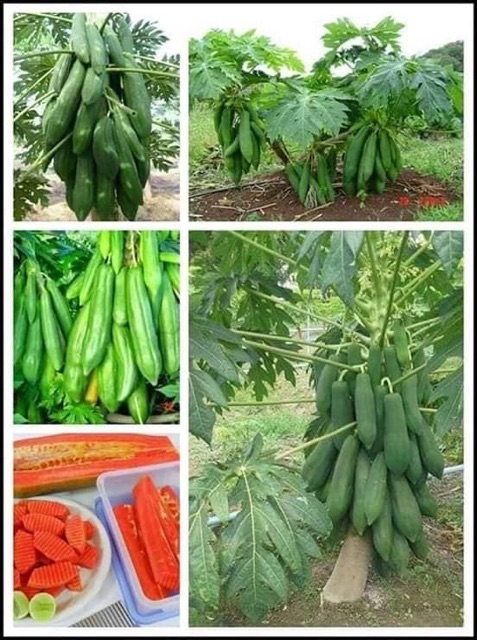 Hạt Giống Đu Đủ Punket Thái Lan